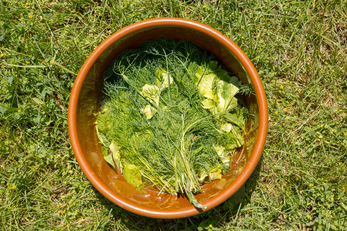 Dill
