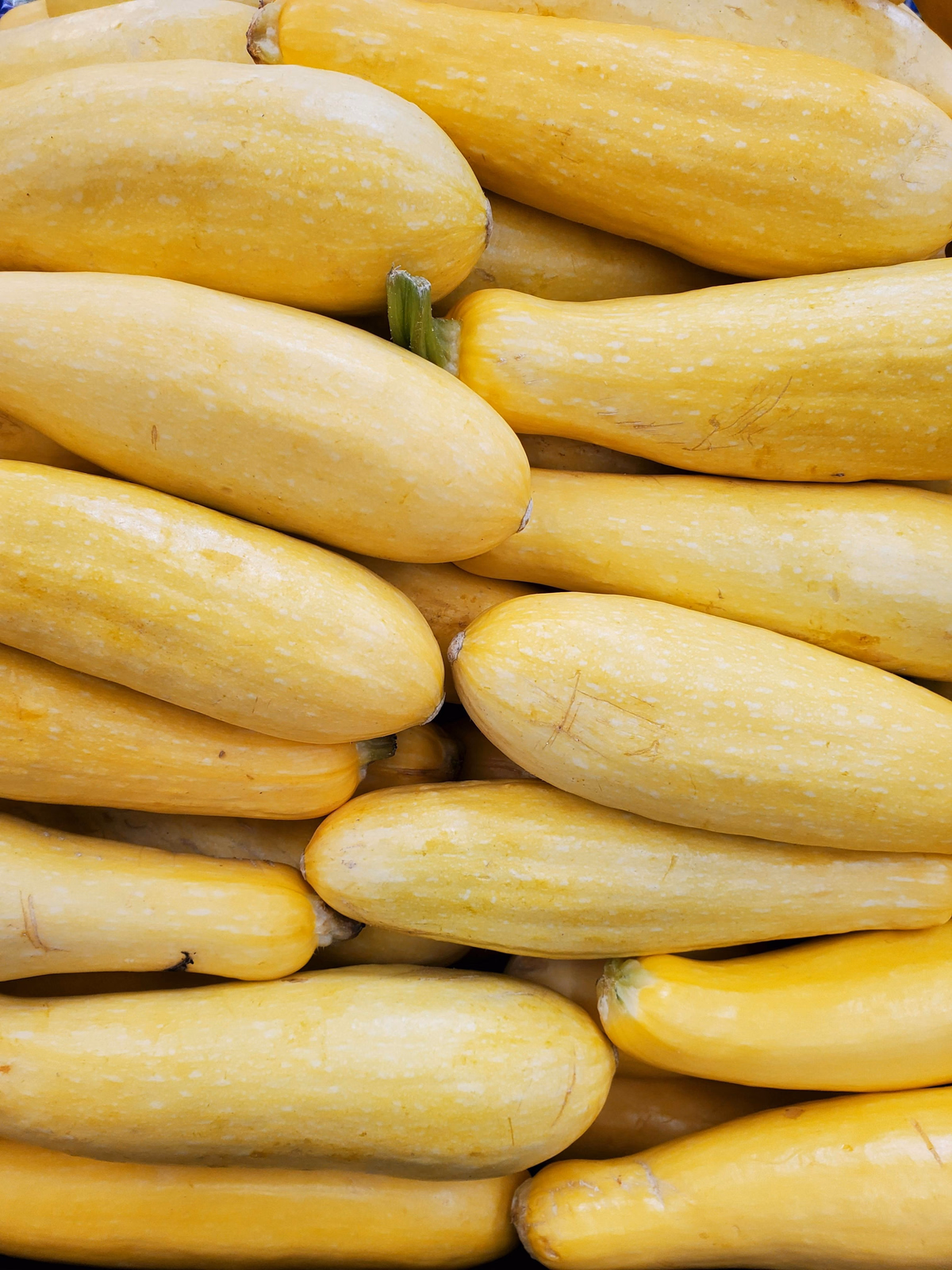 Squash, summer