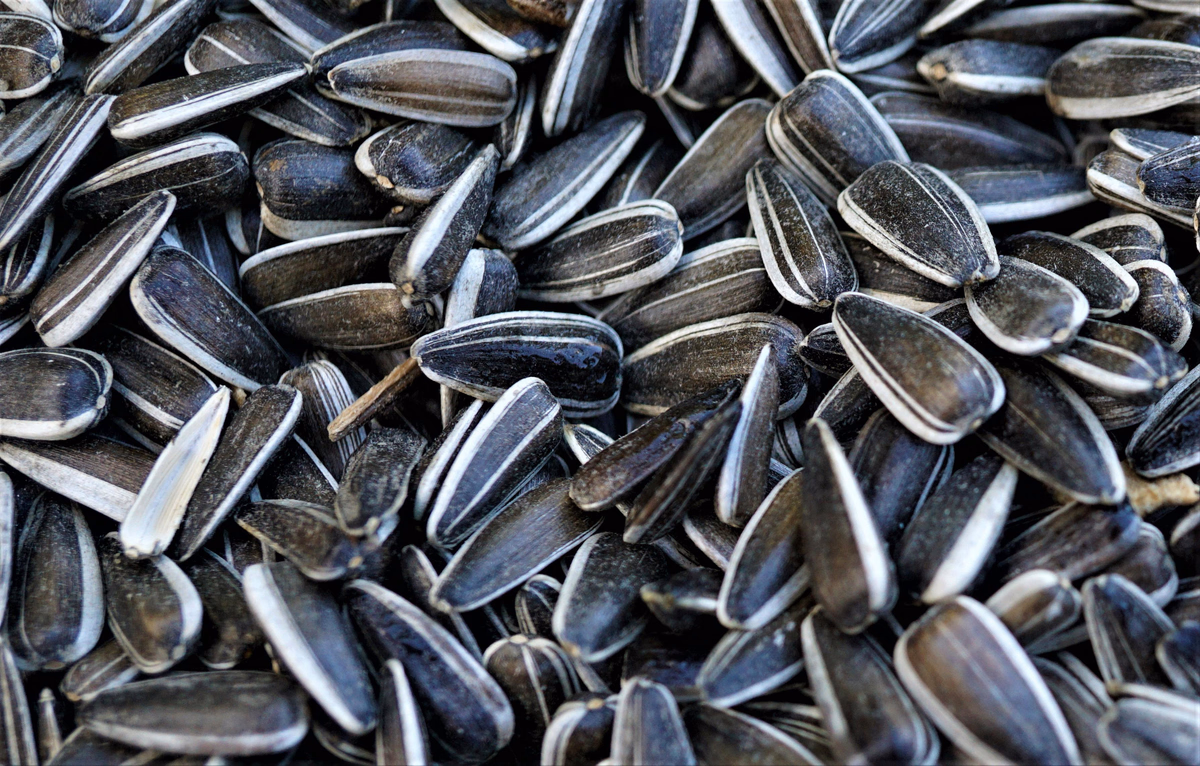 Sunflower seeds
